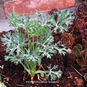 Eryngium bourgatii