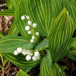 Convallaria majalis 'Variegata' - Meiklokje