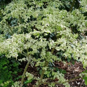 Euonymus europaeus 'Variegatus'