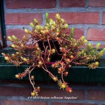 Sedum reflexum 'Angelina'