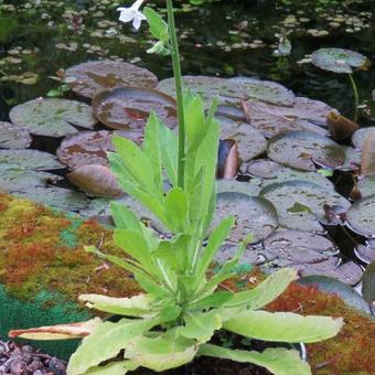 Nicotiana sylvestris