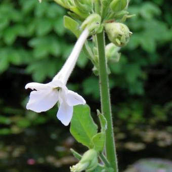 Nicotiana sylvestris