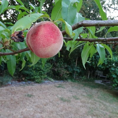 Perzikboom - Prunus persica 'Peregrine'