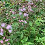 Deutzia x rosea 'Campanulata' - Bruidsbloem - Deutzia x rosea 'Campanulata'