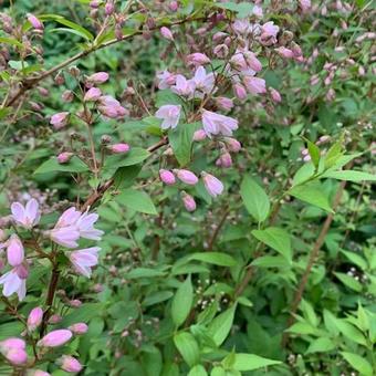 Deutzia x rosea 'Campanulata'