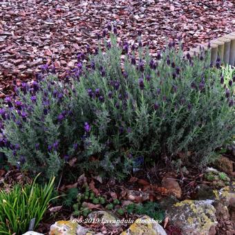 Lavandula stoechas