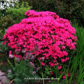 Rhododendron/Azalea