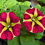 Petunia 'AMORE Queen of Hearts' - Petunia