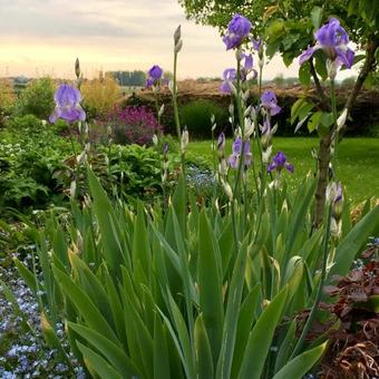 Iris pallida