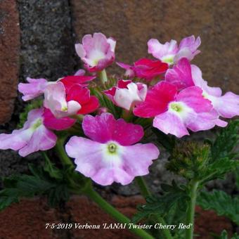 Verbena 'LANAI Twister Cherry Red'