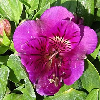 Alstroemeria 'PRINCESS Tamara'