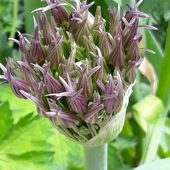 Allium christophii