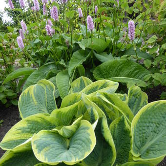 Hosta 'Sugar Daddy'