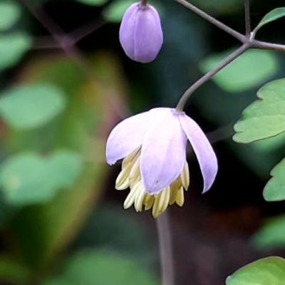 Chinese ruit/Ruit - Thalictrum delavayi