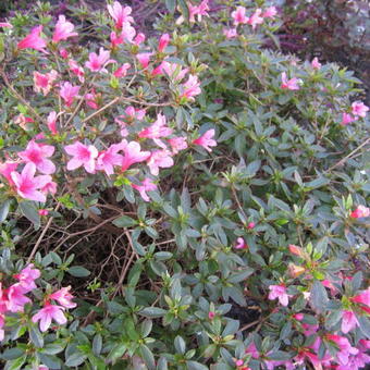 Rhododendron  'Madame van Hecke'