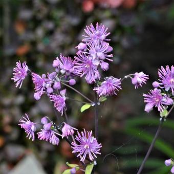 Thalictrum 'Black Stockings'