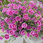 Dianthus caryophyllus 'Pink Kisses' - Potanjer