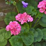 Pelargonium 'Nan West' - Geranium