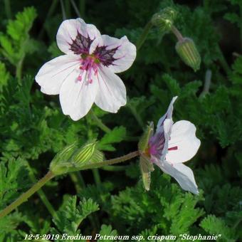 Erodium petraeum ssp. crispum 'Stephanie'