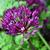 Allium hollandicum 'Purple Sensation'