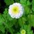 Tanacetum parthenium 'Sissinghurst White'