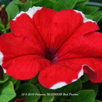 Petunia 'MADNESS Red Picotee'