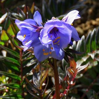 Polemonium yezoense var. hidakanum 'Bressingham Purple'