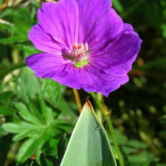 Geranium sanguineum