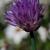 Allium schoenoprasum