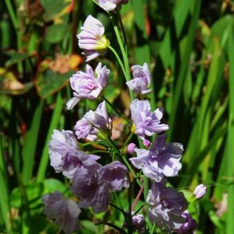 Cardamine pratensis 'Flore Pleno'