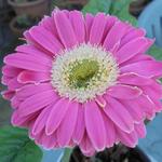 Gerbera jamesonii  - Gerbera