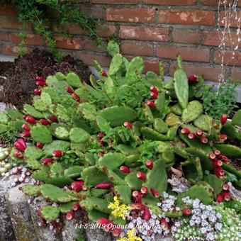 Opuntia humifusa