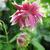 Aquilegia 'Nora Barlow'