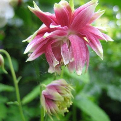 Akelei - Aquilegia 'Nora Barlow'