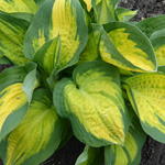 Hosta 'Sunset Grooves' - Hartlelie/Funkia