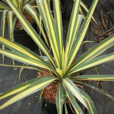 Palmlelie - Yucca flaccida 'Golden Sword'