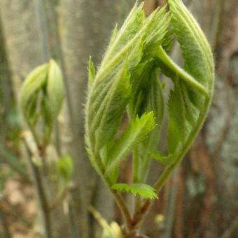 Sorbus aucuparia