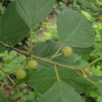 Frangula alnus