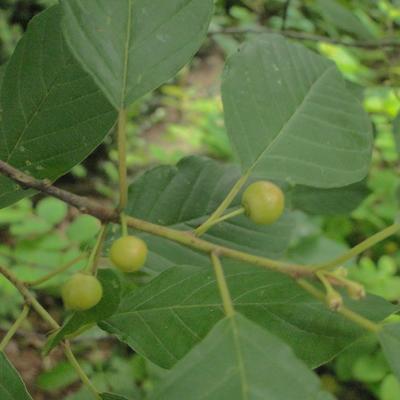 Sporkehout, Vuilboom - Frangula alnus