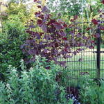 Corylus avellana 'Rode Zellernoot' - Hazelnoot Rode Zellernoot - Corylus avellana 'Rode Zellernoot'