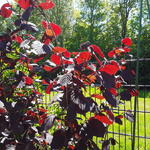 Corylus avellana 'Rode Zellernoot' - Hazelnoot Rode Zellernoot