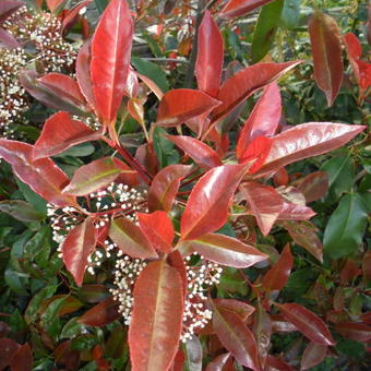 Photinia x fraseri ‘Camilvy’