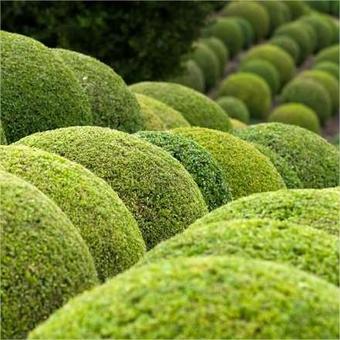 Buxus sempervirens