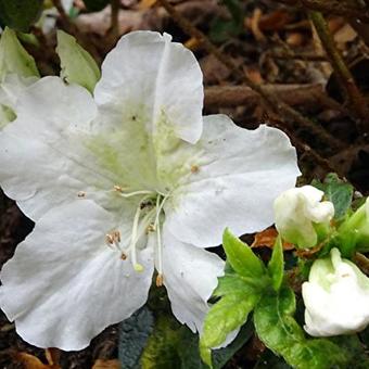 Rhododendron 'Mary Helen'