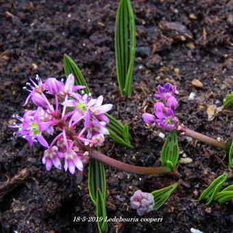 Ledebouria cooperi