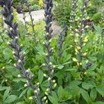 Baptisia australis 'DECADENCE Lemon Meringue' - Valse indigo / Baptist / Indigolupine - Baptisia australis 'DECADENCE Lemon Meringue'