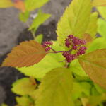 Spiraea japonica 'Tracy' - Spierstruik