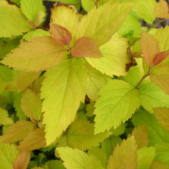 Spiraea japonica 'Tracy'