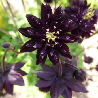 Aquilegia vulgaris 'Black Barlow'