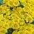 Achillea tomentosa